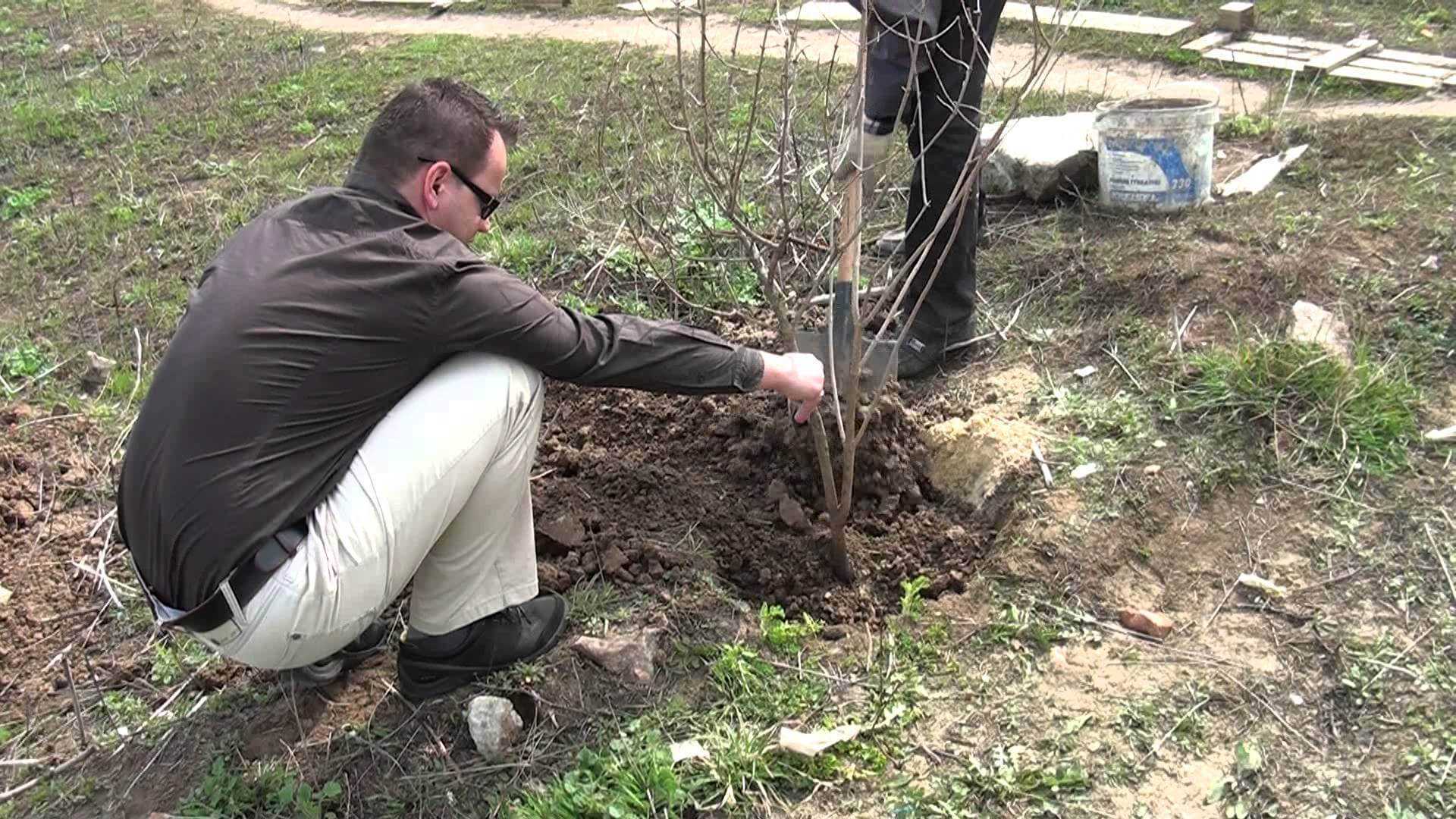 Размножение калины бульденеж черенками - дневник садовода flowers-republic.ru