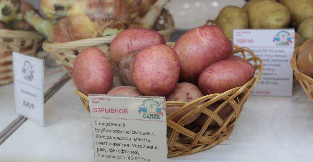 Картофель эволюшн