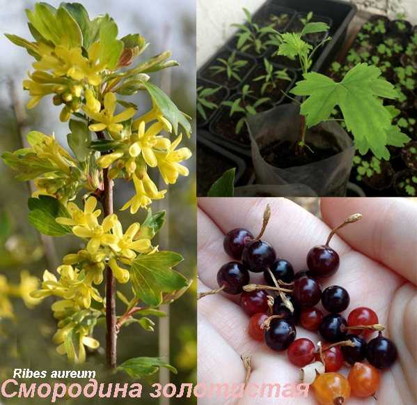 Золотая смородина: 10 лучших сортов – ляйсан, сибирское солнышко, дружина – отзывы садоводов