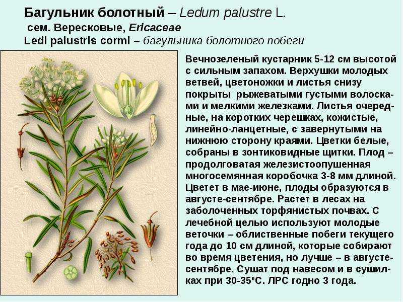 Гриб подорешник: 50 фото ? и описание, виды, названия, полезные свойства, как отличить