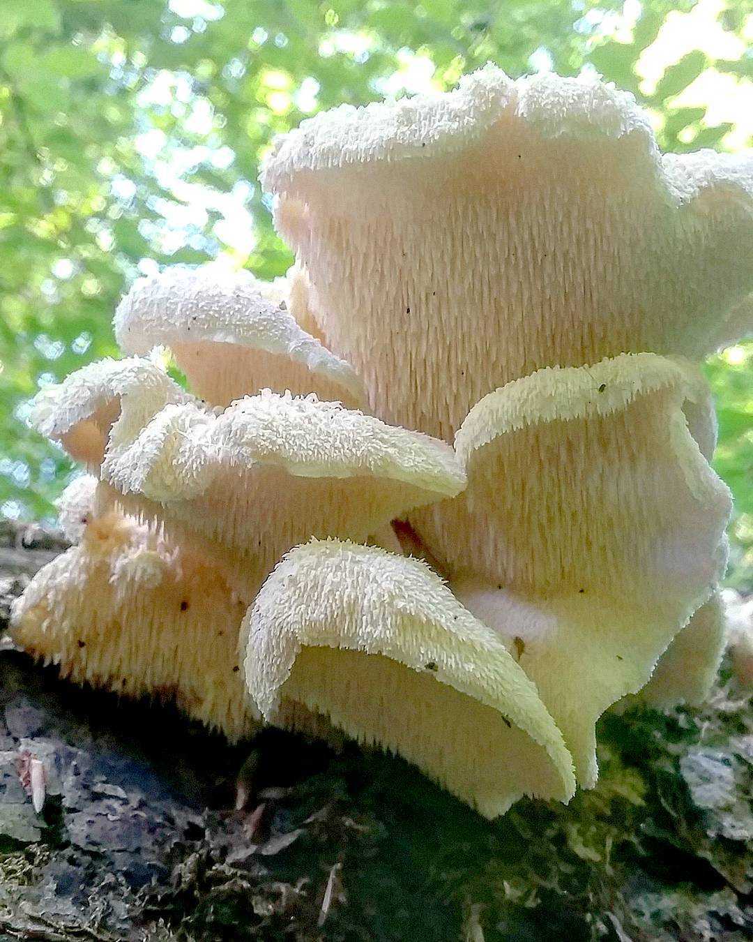 Ежовик пестрый (саркодон черепитчатый, sarcodon imbricatus): как выглядит, где и как растет, съедобный или нет, как готовить, чем полезен