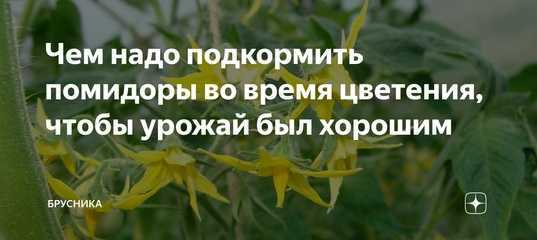 Подкормка томатов (помидоров) в теплице – какие удобрения и когда использовать