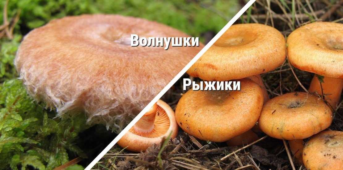 Грибы рыжики: +23 фото и описание, как выглядят и где растут?