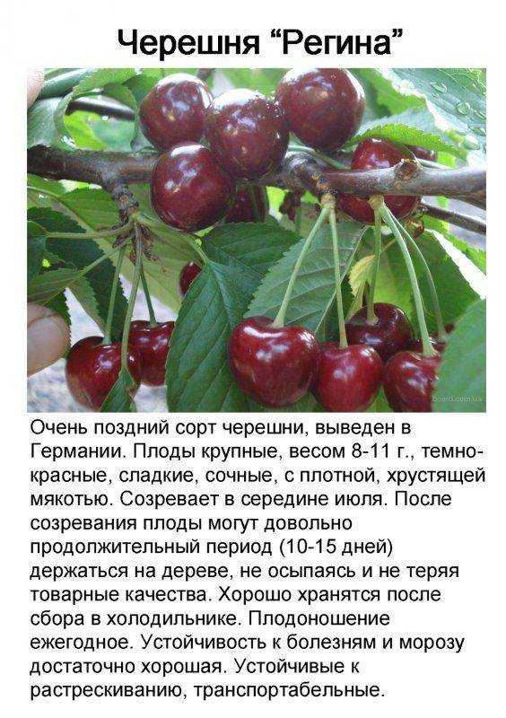 Черешня Подарок Орлу: история селекции и уникальные особенности, правила ухода за плодовым деревом, преимущества и недостатки сорта