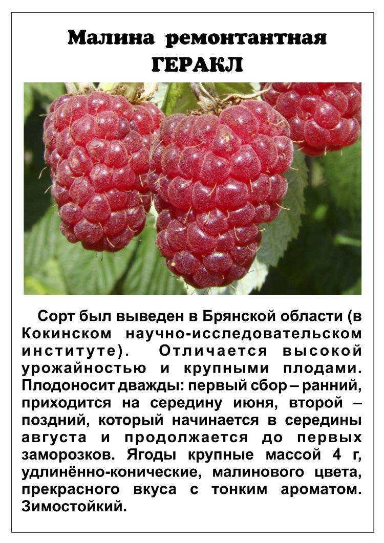 Желтая малина «беглянка»: выращивание необычного сорта