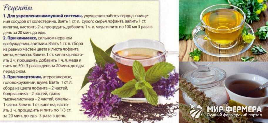 Рододендрон кавказский лечебные свойства