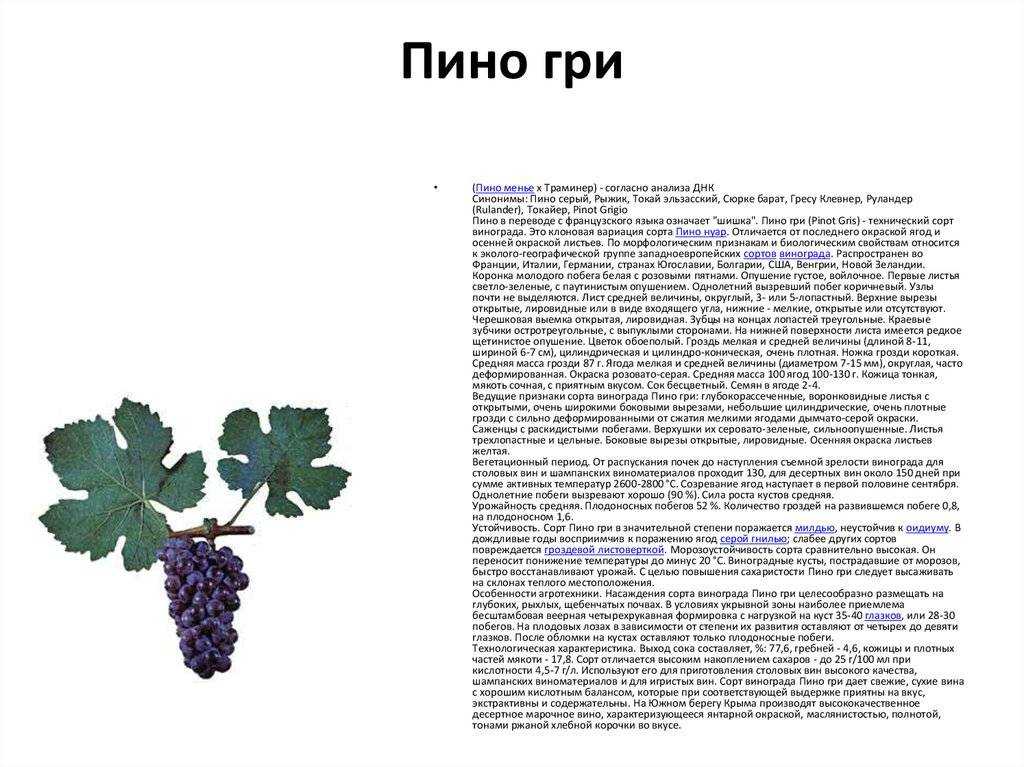 Виноград «гелиос» — перспективный сорт