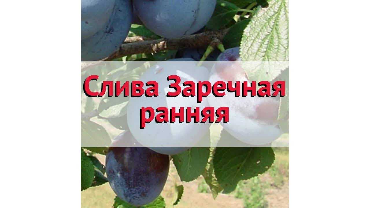 Слива заречная ранняя — вкусный раннеспелый сорт для средней полосы