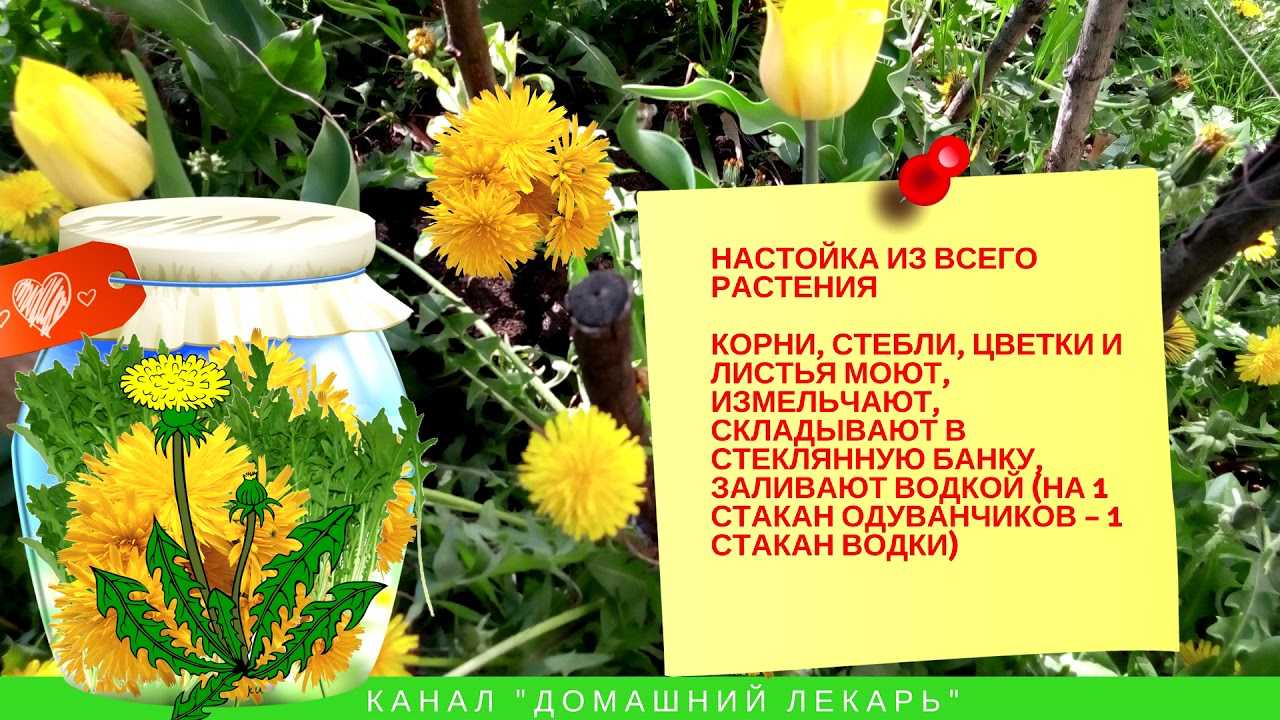 Настойка сирени: лечебные свойства, от чего помогает, правила применения, противопоказания, рецепты приготовления | народная медицина | dlja-pohudenija.ru