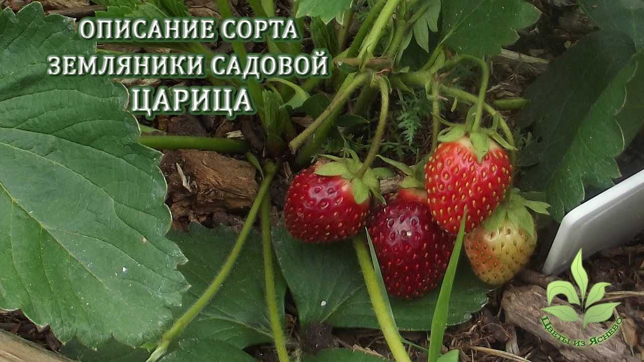 Клубника царица: описание и особенности сорта, фото, уход и выращивание, отзывы садоводов