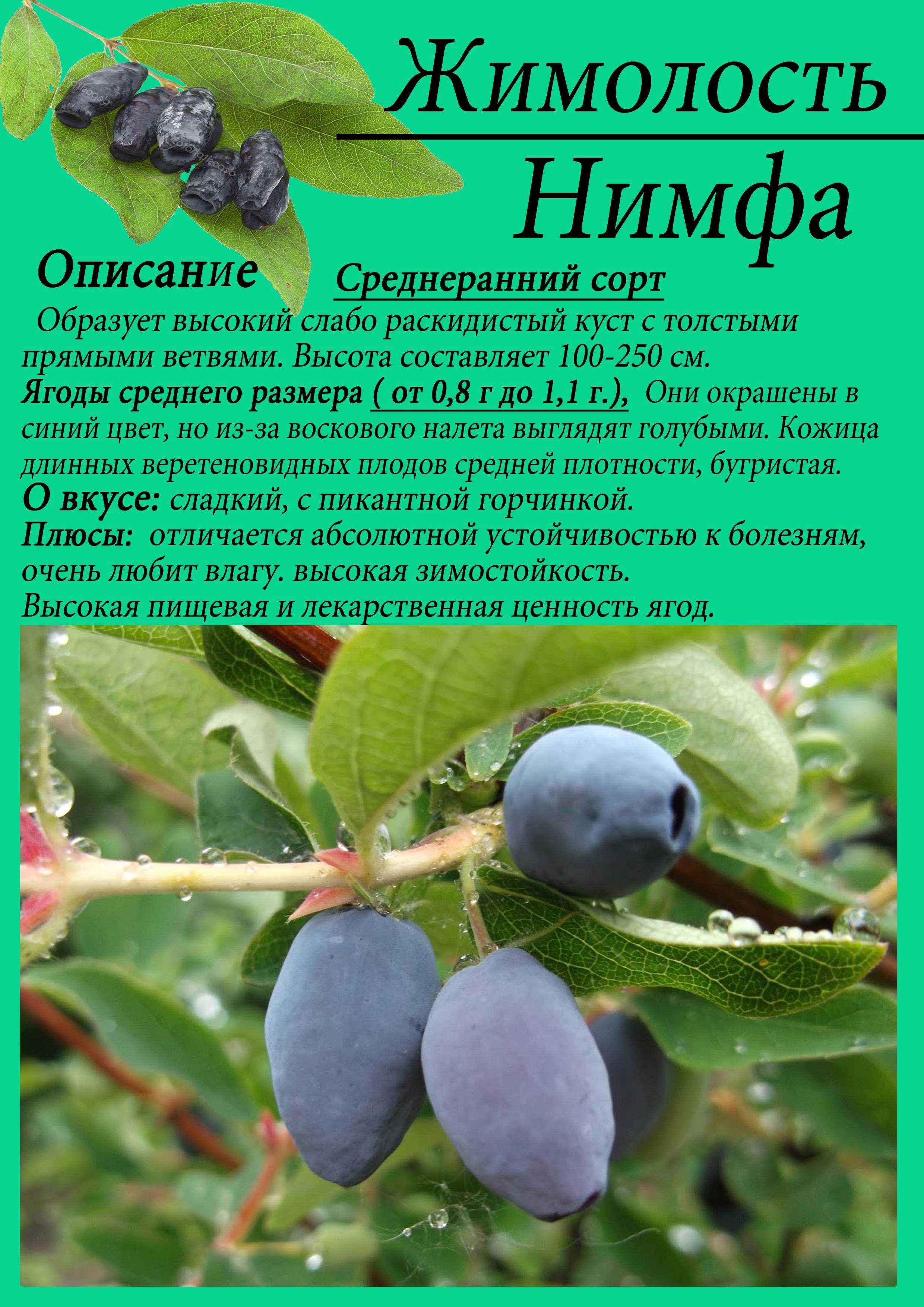 Жимолость канадская: фото, описание, сорта канадской жимолости