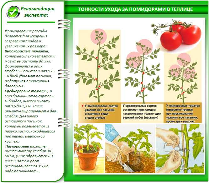 Томат валентина