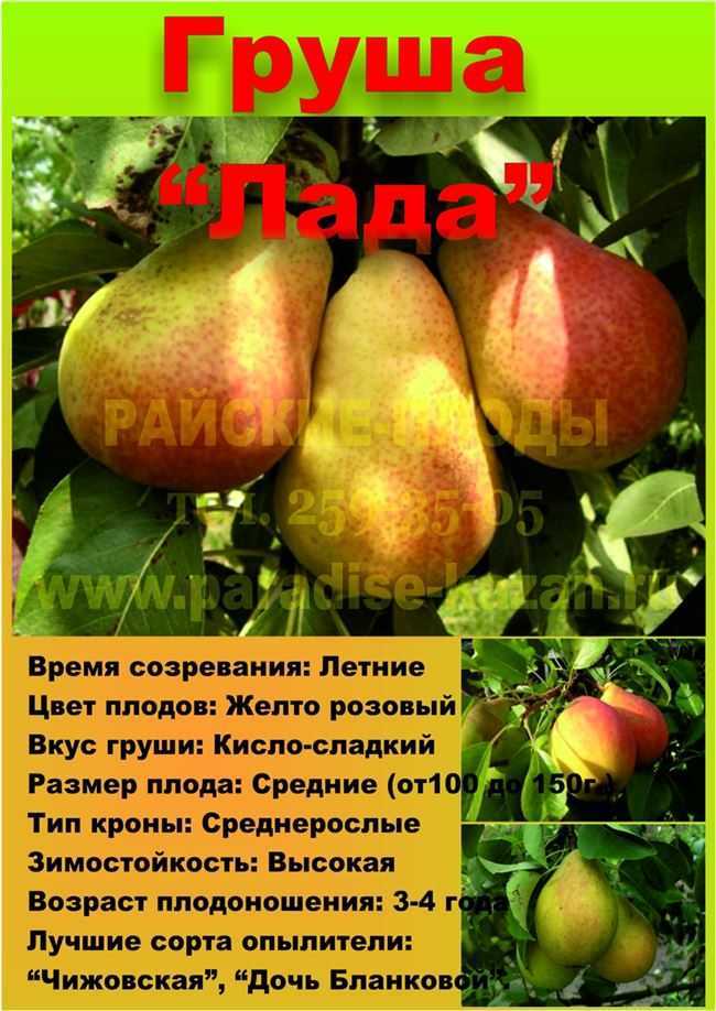 Лучшие самоплодные сорта груш: особенности выращивания и ухода, отзывы садоводов, критерии выбора сорта