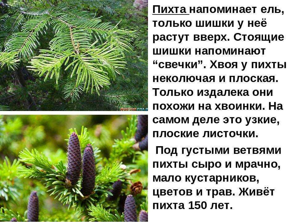 Хвойные для дачи – как выбрать правильно?