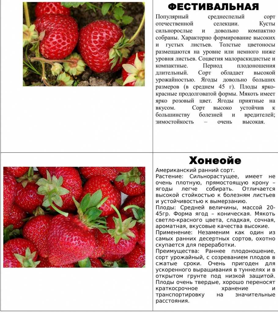 Клубника сальса: характеристика и описание сорта, опылители, выращивание и уход, фото