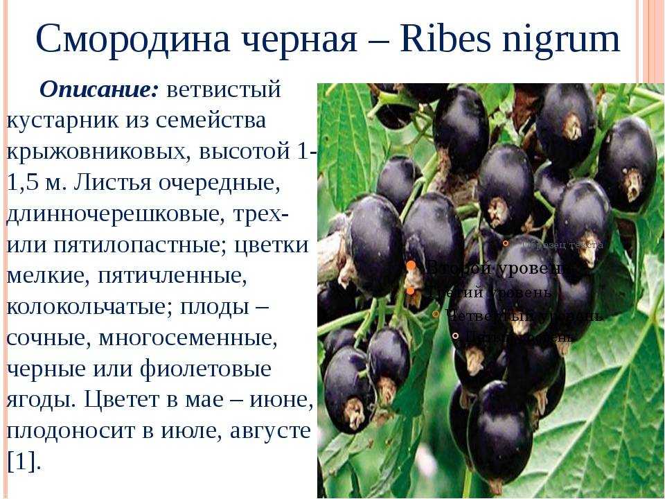 Описание и характеристики лучших сортов красной смородины