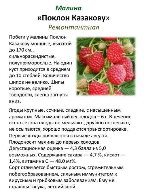 Малина карамелька: характеристика ремонтантного сорта, выбор места и грунта, сложности посадки и ухода, описание с фото, отзывы садоводов