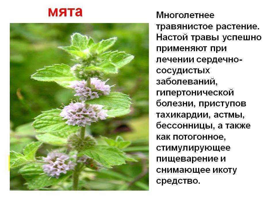 Мята — какую выбрать и как выращивать?