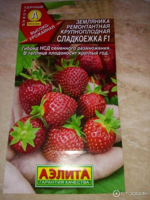 Описание и характеристика клубники сорта зефир, правила посадки и уход