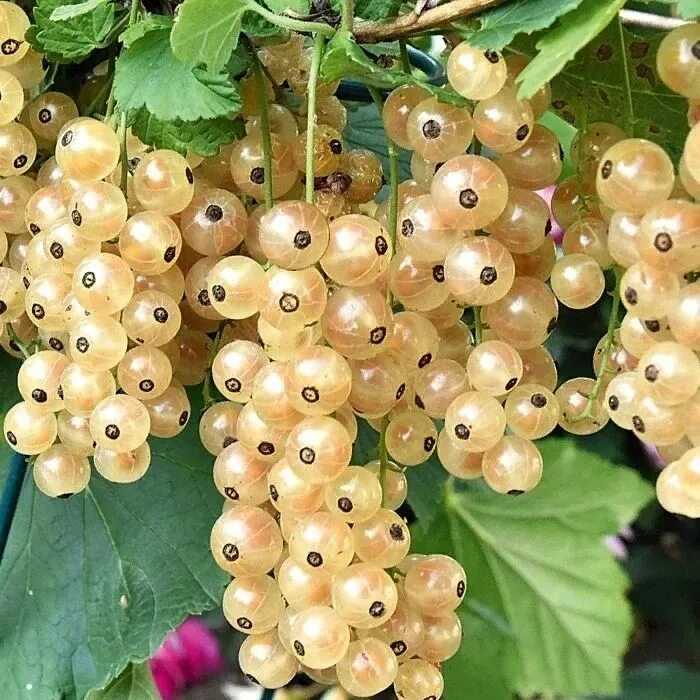 Сорта черной смородины, которые радуют своим урожаем садоводов карелии и северо-запада россии
