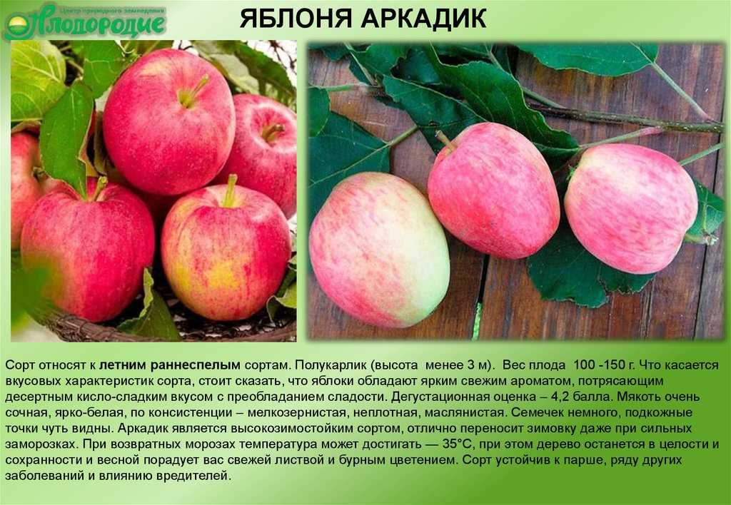 Сливы для подмосковья - 25 самых лучших сортов с описанием и фото