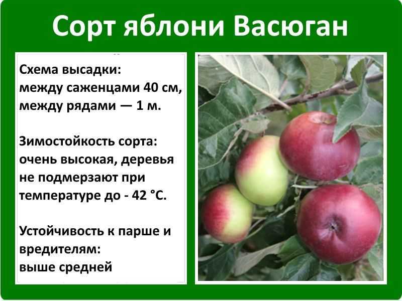 Лучшие яблони для сибири: сорта с фото, назанием и описанием