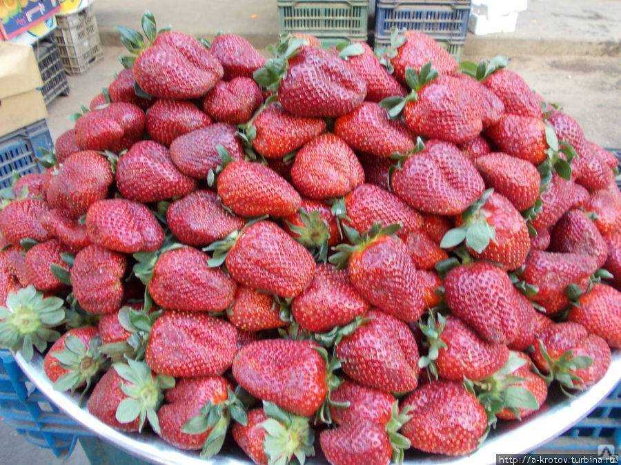 Описание сорта клубники сирия – и в дом и на продажу
