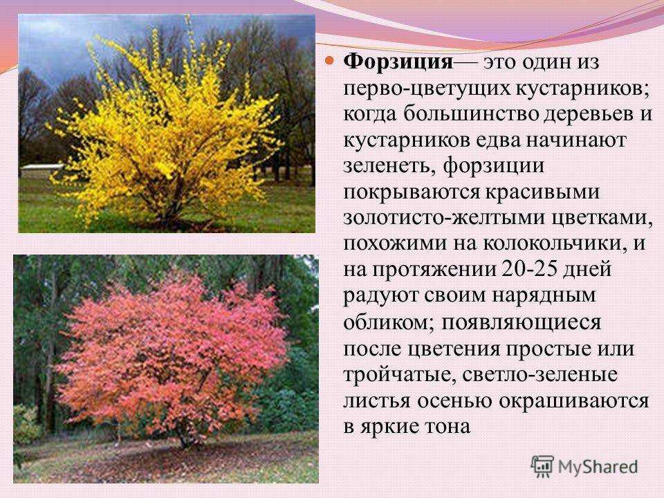 Форзиция: фото и виды, посадка и уход в открытом грунте