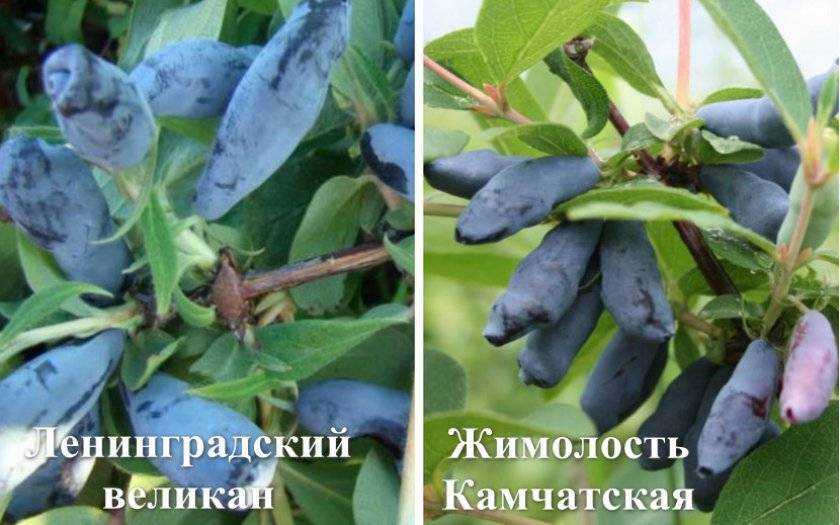 Жимолость съедобная и вьющаяся посадка и уход в открытом грунте сорта описание фото