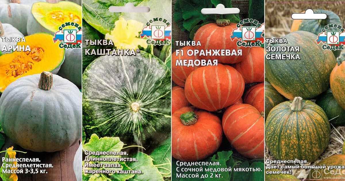 Описание популярных сортов кустовой тыквы их выращивание и урожайность