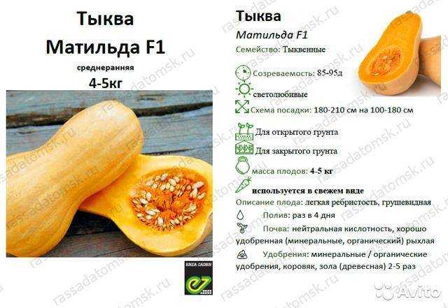  тыква матильда – описание и характеристики сорта с фото, урожайность и отзывы: каквыращивать, плюсы и минусы