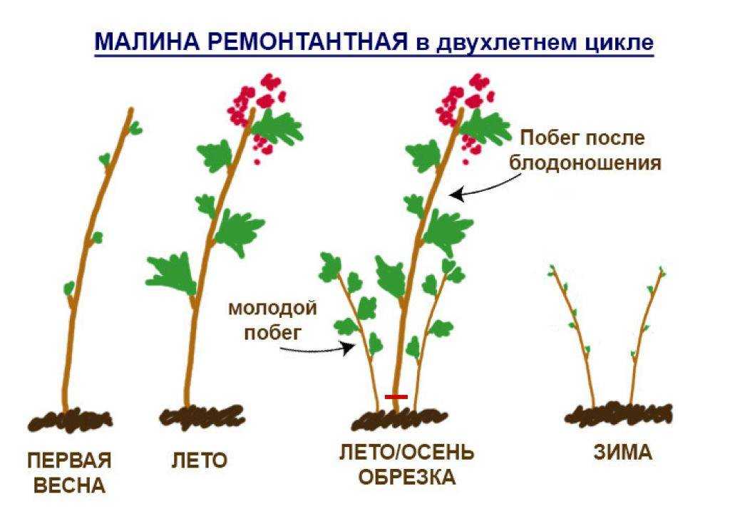 ✅ красная смородина татьяна: описание сорта с фото,посадка и уход, урожайность - tehnoyug.com