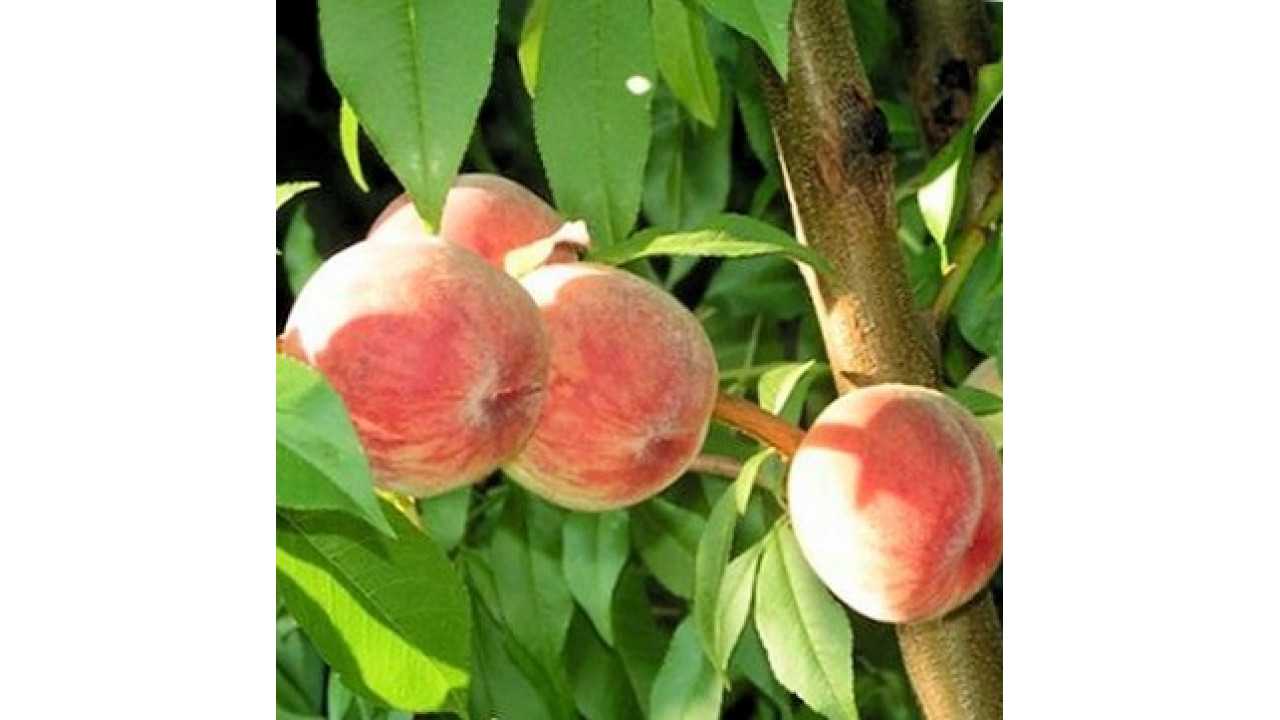 Персик золотой юбилей: описание сорта + фото, отзывы