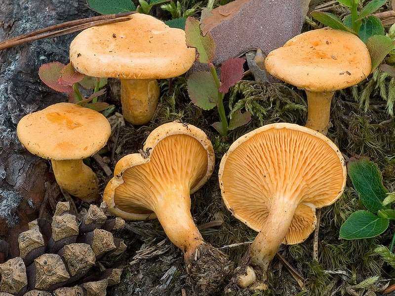 Грибы лисички