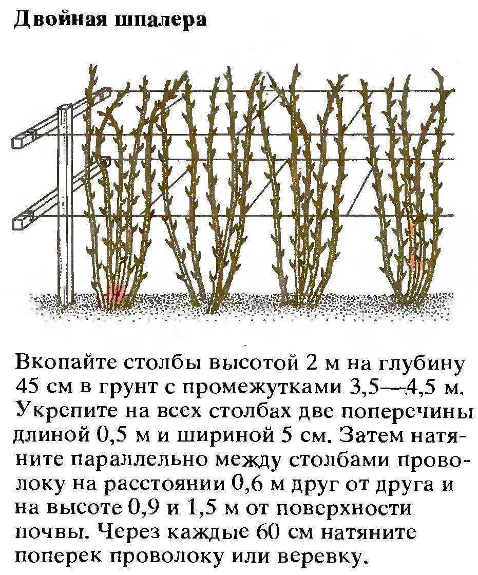 Посадка ежевики осенью – когда и как посадить в разных регионах: инструкции