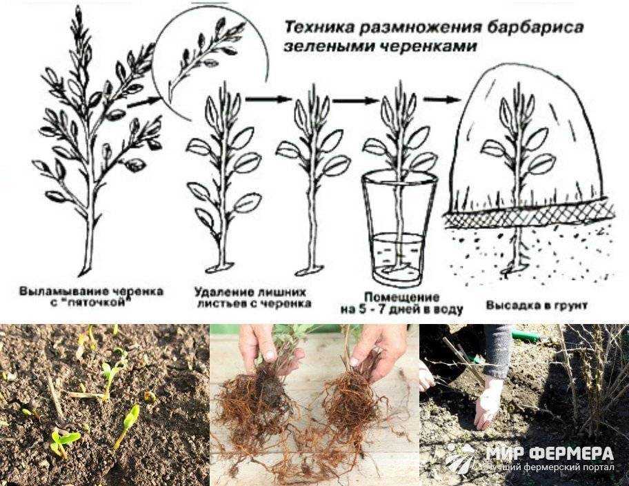 Спирея: посадка и уход в открытом грунте, виды и размножение | клуб цветоводов