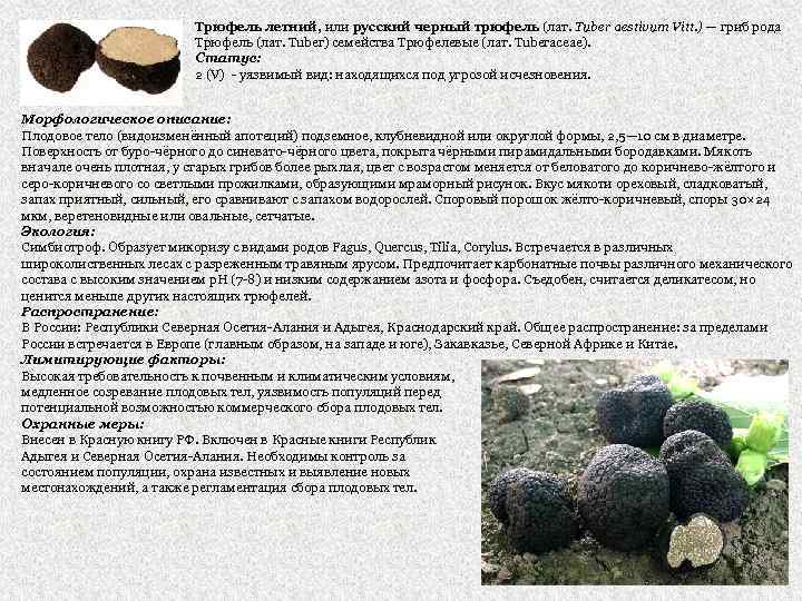 Какие полевые грибы растут в крыму: описание и признаки съедобных и несъедобных видов, правила и время сбоора