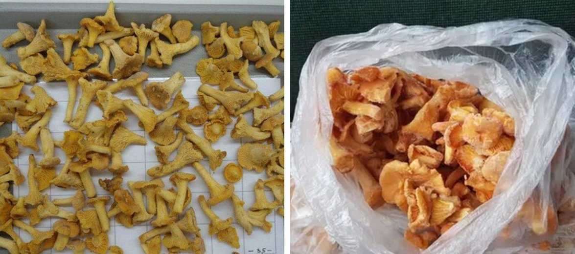 Почему лисички горчат после заморозки, как убрать горечь