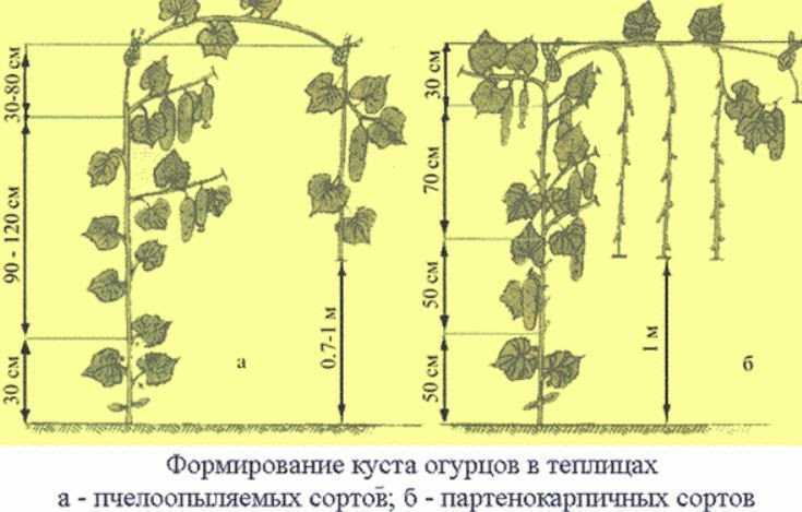 Можно ли сажать пчелоопыляемые огурцы в теплице