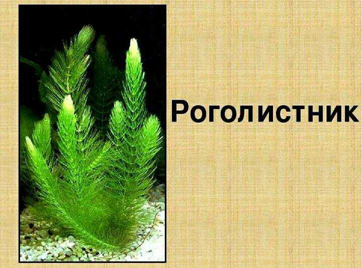 10 ядовитых растений, которые можно встретить в россии