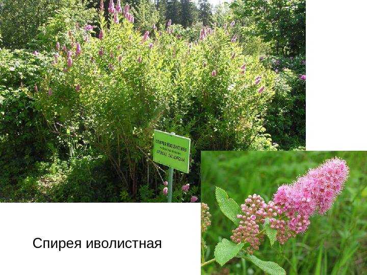 Спирея серая в ландшафтном дизайне: посадка и уход
