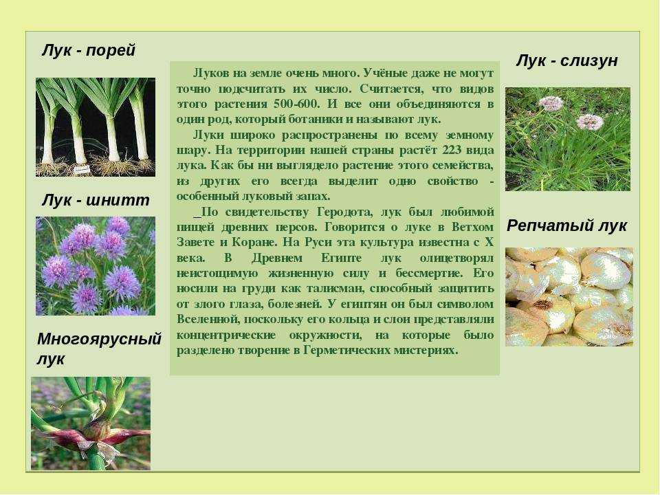 Лук анзур: применение в кулинарии, выращивание и уход