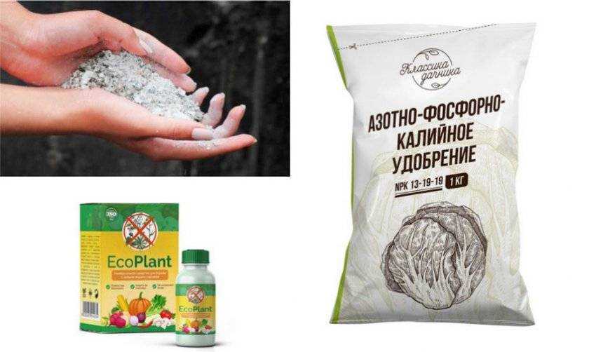 Грецкий орех: выращивание и уход в подмосковье и средней полосе россии