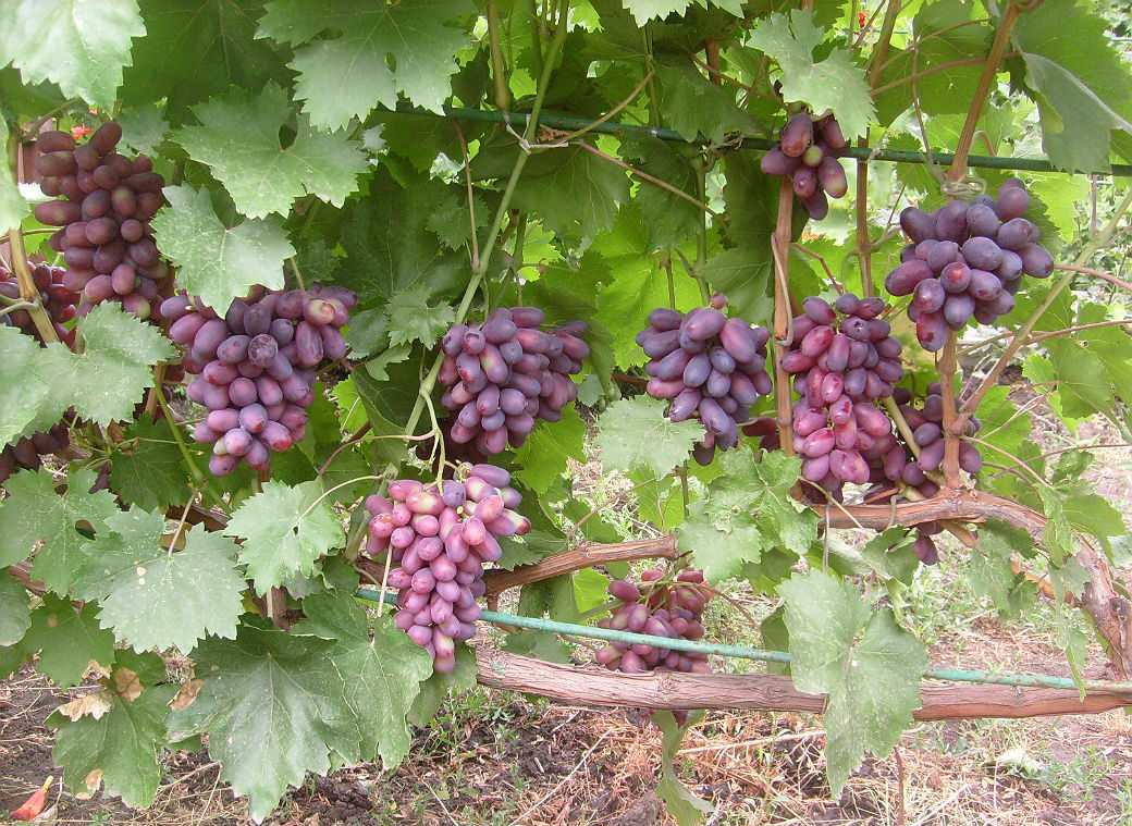 Описание сорта винограда "изюминка": выращивание, посадка и отзывы об уходе
