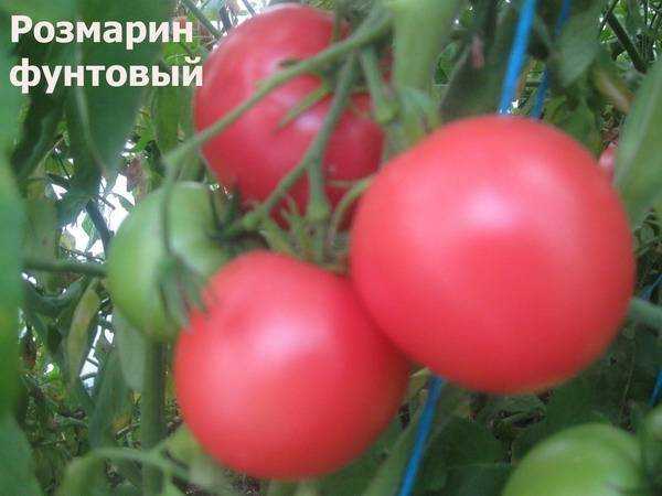 Томат розамарин фунтовый: описание сорта и характеристика, отзывы тех кто сажал помидоры об их урожайности, фото семян гавриш