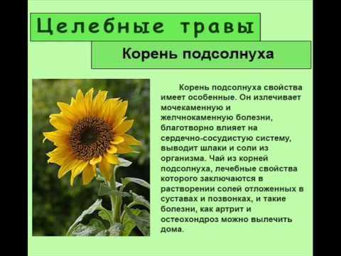 Язвенная болезнь желудка: причины заболевания, методы лечения и профилактики