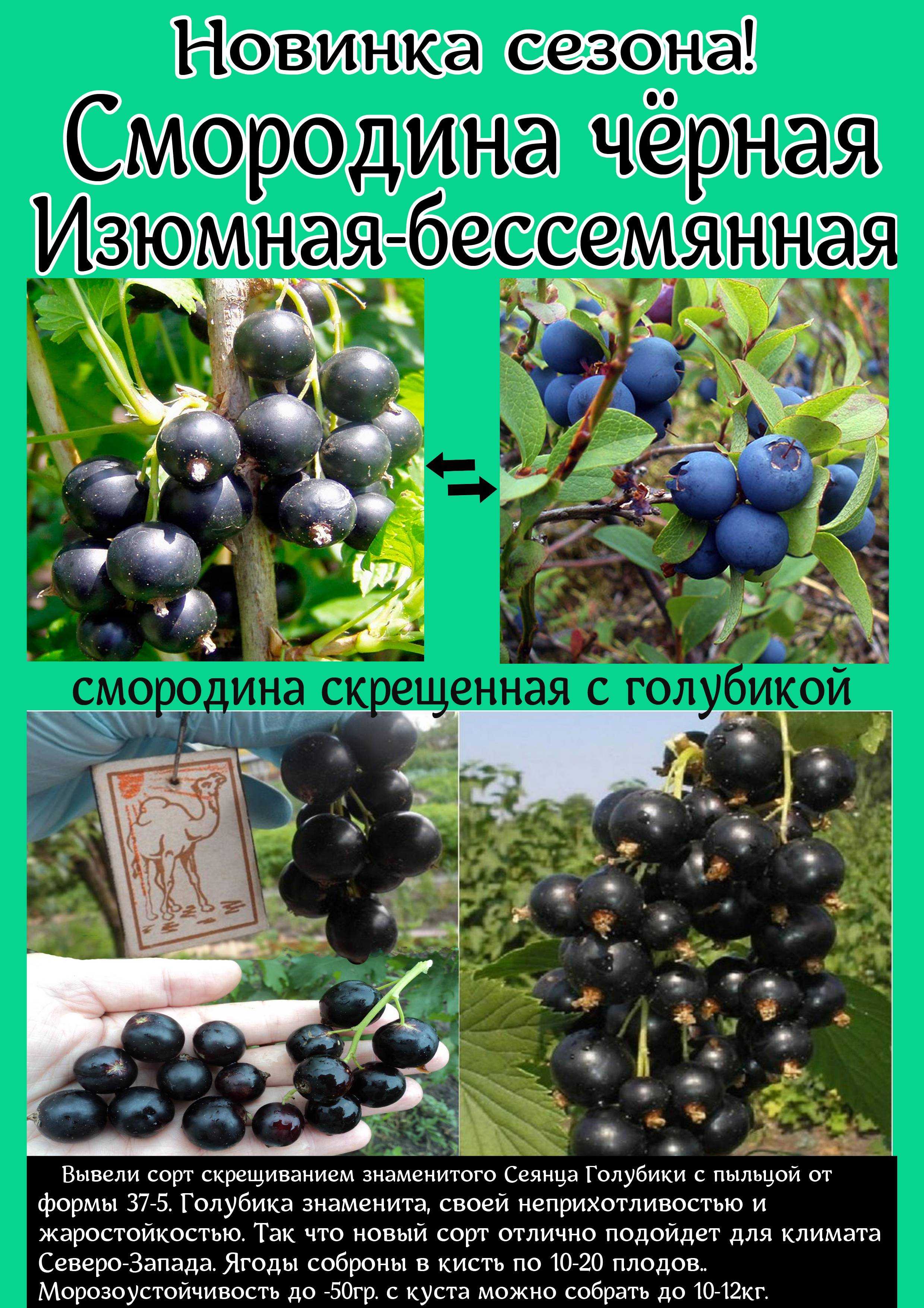 Чёрная смородина сорта багира: как вырастить крупноягодный сорт в своём саду