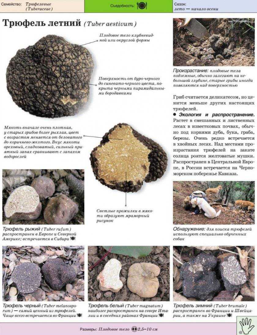 Грибы крыма (название, описание): где растут, когда собирать