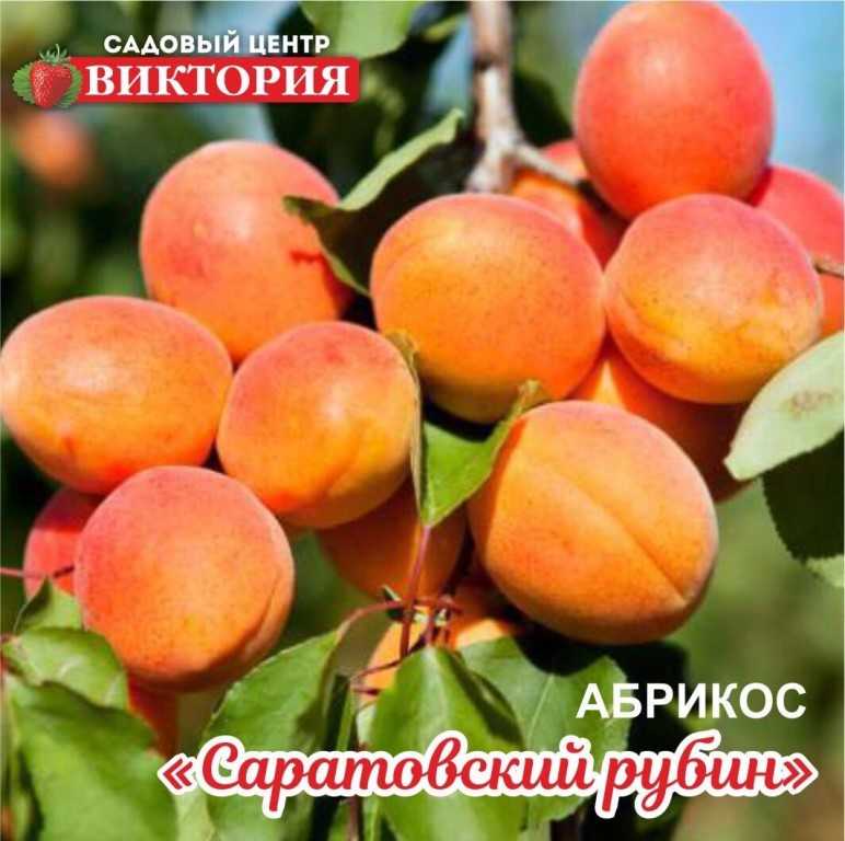 Абрикос саратовский рубин: ценные советы по выращиванию сорта