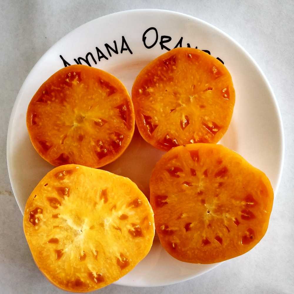 Томат "амана оранж" - описание сорта, фото, отзывы и советы